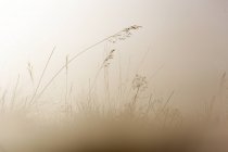 Pictorial art photo of few golden plant twigs against bright white sky, Spain — Stock Photo