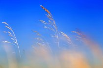Малюнковий вигляд декількох золотих гілок рослин на тлі яскраво-блакитного неба — стокове фото