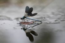 Foto pictórica de la mosca del dragón colgando de la ramita sobre fondo blanco - foto de stock