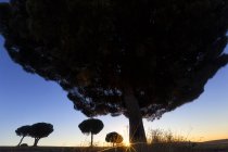 Silhouette d'arbres dans la vallée sauvage contre le coucher de soleil coloré ciel, Villafafila — Photo de stock
