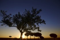 Silhueta de árvores no vale selvagem contra o colorido céu do pôr do sol, Villafafila — Fotografia de Stock