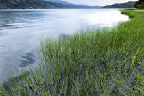 Green grass on background of remote lake and mountains under cloudy sky, Villafafila — Stock Photo