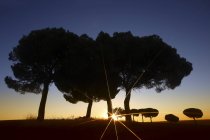 Silhouette di alberi in valle selvaggia contro il cielo colorato tramonto, Villafafila — Foto stock