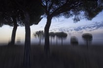Paesaggio pittorico di alberi e cespugli sfocati in campo al tramonto — Foto stock