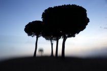 Hermoso paisaje pictórico de árboles y arbustos desenfocados en valle seco contra el cielo del atardecer, España - foto de stock