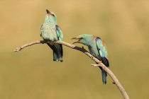 Colourful bee eaters sitting on branch on blurred background — Stock Photo