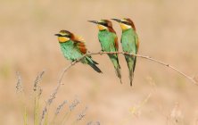 Colourful bee eaters sitting on branch near grass on field on blurred background — Stock Photo