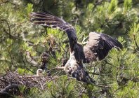 Furious wild eagle near little bird in nest between coniferous twigs — Stock Photo