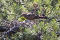 Яростный дикий орел рядом с маленькой птичкой в гнезде между хвойными ветками — стоковое фото