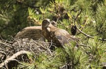 Falsa aquila selvatica che protegge uccellino nel nido tra ramoscelli di conifere — Foto stock