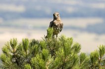 Águia selvagem furiosa olhando para a câmera e sentado em cima da árvore conífera verde no fundo borrado — Fotografia de Stock