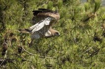 Aquila selvatica furiosa che vola contro l'albero verde di conifere — Foto stock