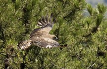 Aquila selvatica furiosa che vola contro l'albero verde di conifere — Foto stock