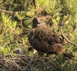 Furioso aquila selvatica guardando la fotocamera e seduto vicino uccellino nel nido tra ramoscelli di conifere — Foto stock