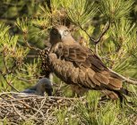 Furioso aquila selvatica guardando la fotocamera e seduto vicino uccellino nel nido tra ramoscelli di conifere — Foto stock