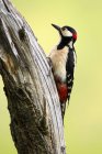 Vista lateral del pájaro carpintero salvaje sentado en el árbol sobre fondo borroso - foto de stock