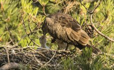 Aquila selvatica furiosa seduta vicino a uccellino e che si nutre in nido tra ramoscelli di conifere — Foto stock
