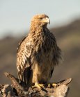 Close-up de águia selvagem furiosa sentado na rocha sobre fundo borrado — Fotografia de Stock