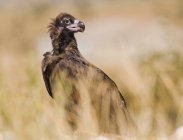 Grande abutre selvagem marrom sentado na grama e olhando para longe no fundo borrado — Fotografia de Stock