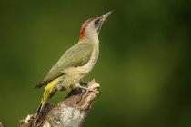 Side view of wild green woodpecker sitting on tree branch on blurred background — Stock Photo