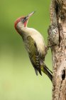 Side view of wild green woodpecker sitting on tree on blurred background — Stock Photo