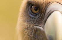 Closeup of eye and beak of furious wild vulture looking at camera on blurred background — Stock Photo