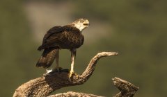 Furious wild eagle standing on tree branch on blurred background — Stock Photo