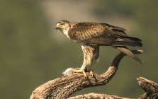 Жахливий дикий орел, що стоїть на гілці дерева на розмитому тлі — стокове фото