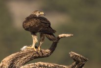 Águila salvaje furiosa de pie en la rama del árbol sobre fondo borroso - foto de stock