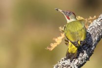 Side view of wild green woodpecker sitting on tree branch on blurred background — Stock Photo