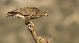Furious wild eagle standing on tree branch on blurred background — Stock Photo