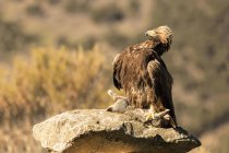 Furious wild eagle sitting on tree branch with a rabbit on blurred background — Stock Photo