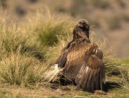 Águia selvagem furiosa poleiro na grama no fundo borrado — Fotografia de Stock