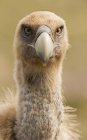 Primo piano di furioso avvoltoio selvaggio guardando la fotocamera su sfondo sfocato — Foto stock