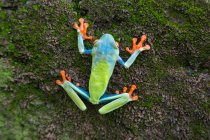 Exotic red eyed tree frog sitting on branch on ground — Stock Photo