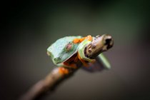 Лягушка с экзотическими красными глазами на ветке на размытом фоне — стоковое фото
