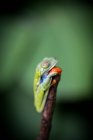 Rana arborícola exótica de ojos rojos posada en la rama sobre un fondo borroso - foto de stock