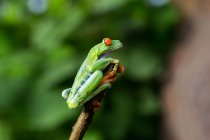 Exotic red eyed tree frog perching on branch on blurred background — Stock Photo