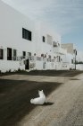 Gatto bianco sdraiato a terra — Foto stock