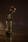 Pink flowers placed in stylish glass vase on wooden tabletop on dark brown background — Stock Photo