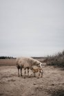 Moutons avec pâturage pour bébés dans la campagne par temps couvert — Photo de stock