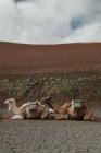 Camels resting near hill — Stock Photo