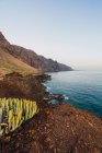 Cacto selvagem crescendo perto do mar em paisagem estéril em Tenerife, Ilhas Canárias, Espanha — Fotografia de Stock
