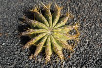 Un mucchio di cactus spinoso — Foto stock