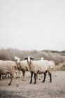 Овцы, идущие и пасущиеся в сельской местности в пасмурной — стоковое фото