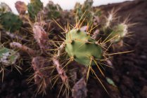 Closeup wild blooming cactus growing on blurred background — Stock Photo