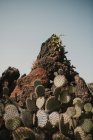 Кучка колючих кактусов — стоковое фото