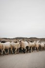 Schafe laufen auf der Straße — Stockfoto