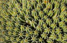 Un mucchio di cactus spinoso — Foto stock