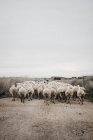 Ovelhas caminhando na estrada — Fotografia de Stock